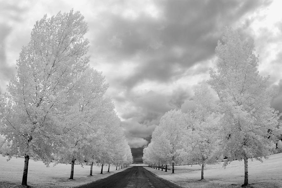 Country Road With Trees Covered In Frost Photograph by Richard Wear / Design Pics