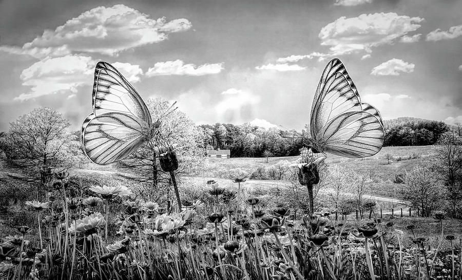 Country Roads in Butterflies Black and White Photograph by Debra and Dave Vanderlaan