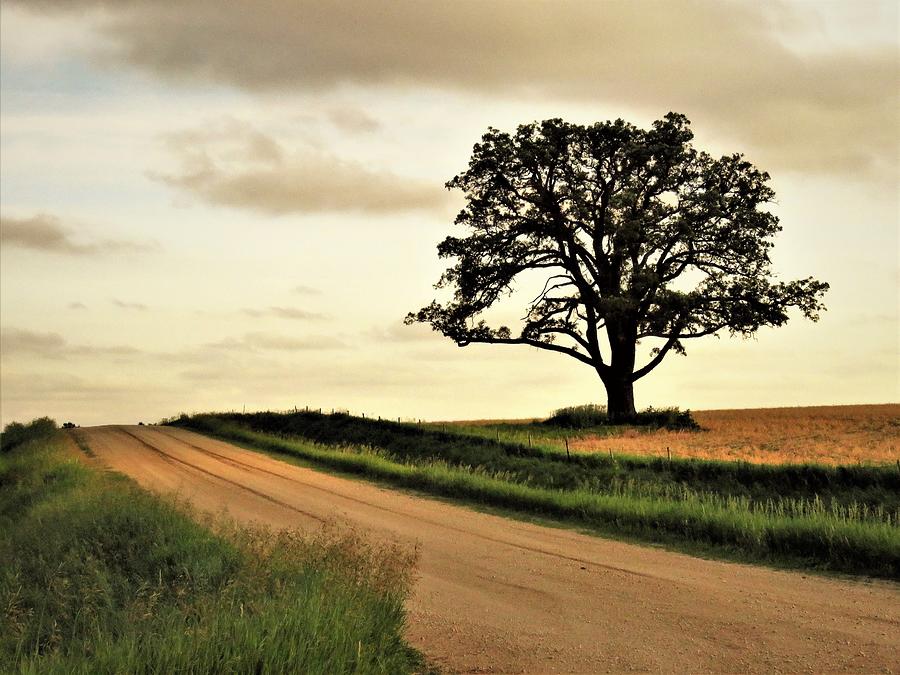 Country Roads Take Me Home  Photograph by Lori Frisch