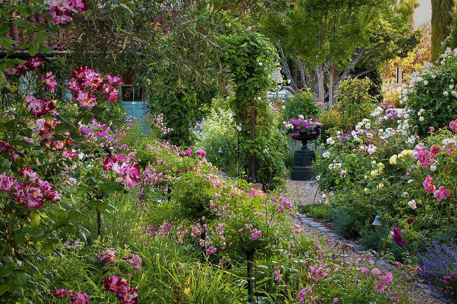 Country Rose Garden Photograph by Saxon Holt