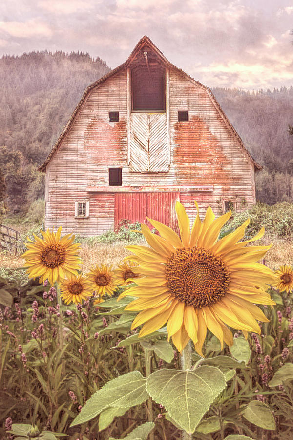 Country Rustic Photograph by Debra and Dave Vanderlaan