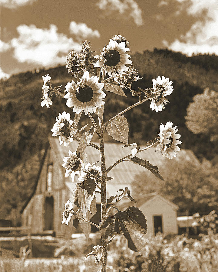 Country Sunshine Sepia Photograph by Don Schimmel