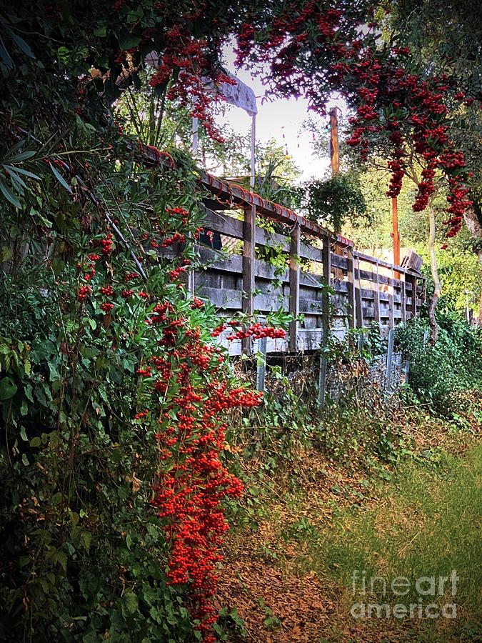 Country Walks by Leslie Hunziker Country Walks by Leslie Hunziker