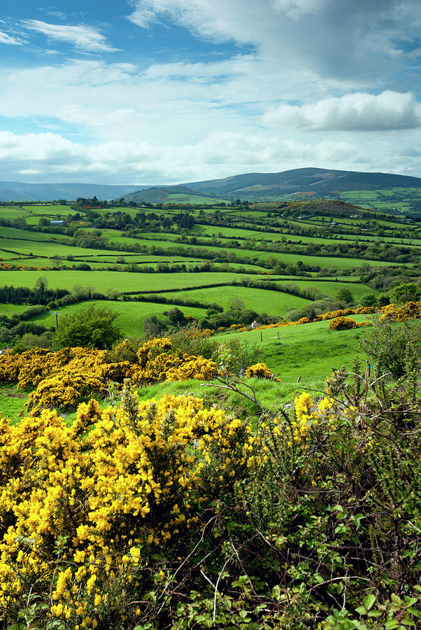 Countryside, County Wicklow, Republic Photograph by Nico Tondini