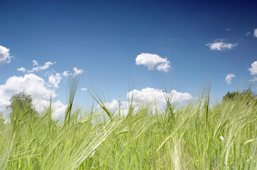 Countryside Wheat Field And Blue Sky Photograph by Mbbirdy