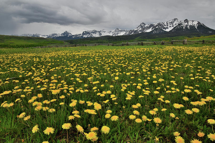 County Road 58p Dandelions Photograph by Ray Mathis