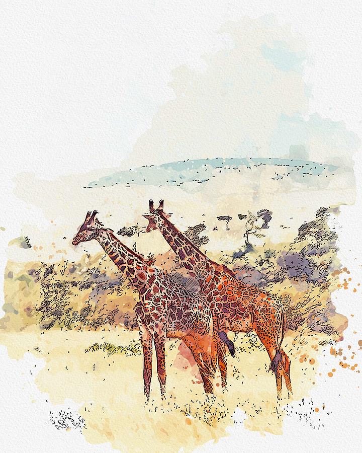Couple giraffe, africa -  watercolor by Ahmet Asar Painting by Celestial Images