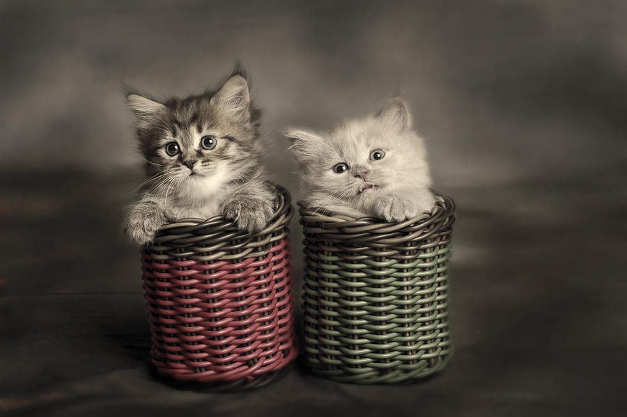 Couple Kitten Photograph by Mieke Suharini