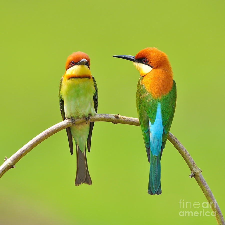 Couple Of Bee Eater Bird Photograph By Butterfly Hunter