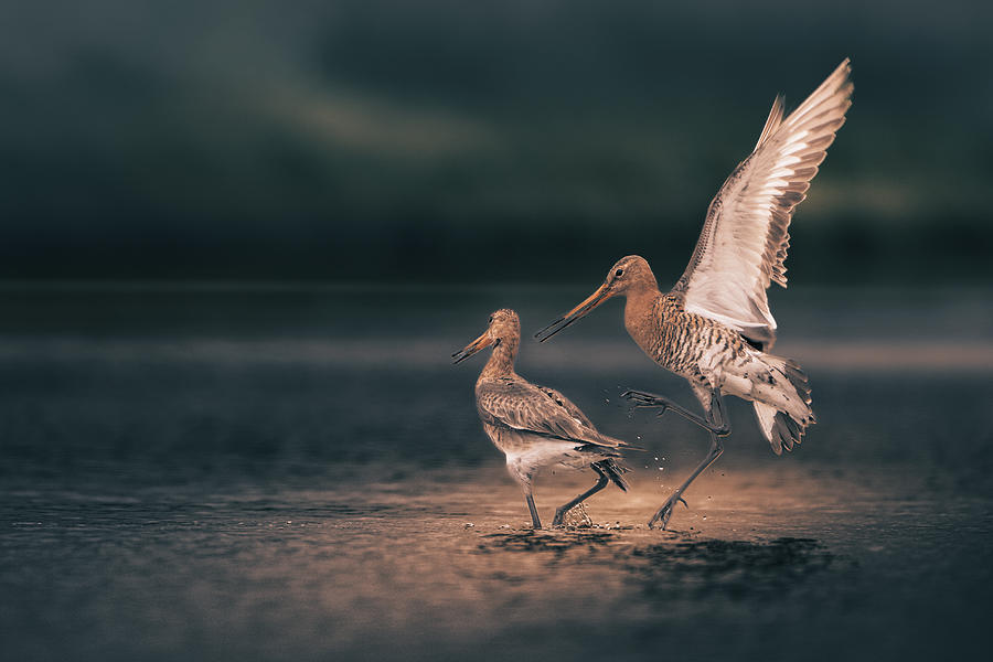 Nature Photograph - Couple Of Black Tailed Godwit by Gert J Ter Horst