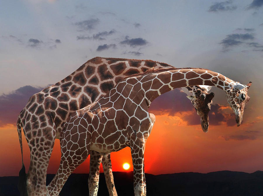 Wildlife Photograph - Couple Of Girafe by Anna Cseresnjes