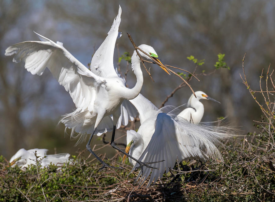 Couple Of Great Egrets Photograph by Ivan Kuzmin - Fine Art America