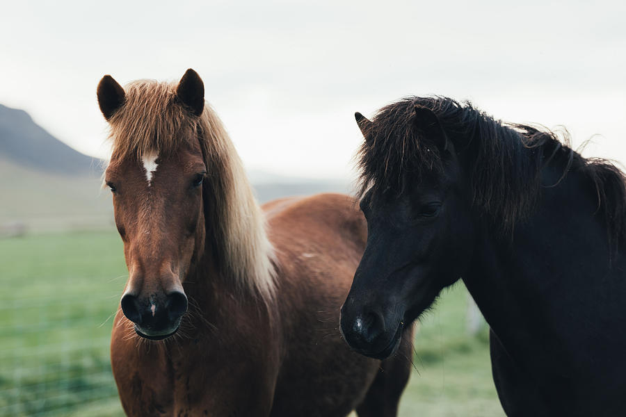 Horse Photograph - Couple Of Icelandic Horses by Ivan Kmit