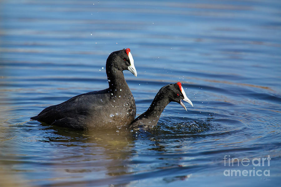 Couple of Red-knobbed coot Photograph by Juan Carlos Ballesteros