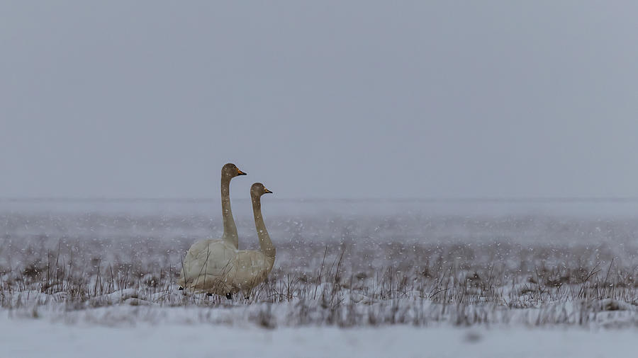 Nature Photograph - Couple Of Swans Under The Snow by Giorgio Dellacasa