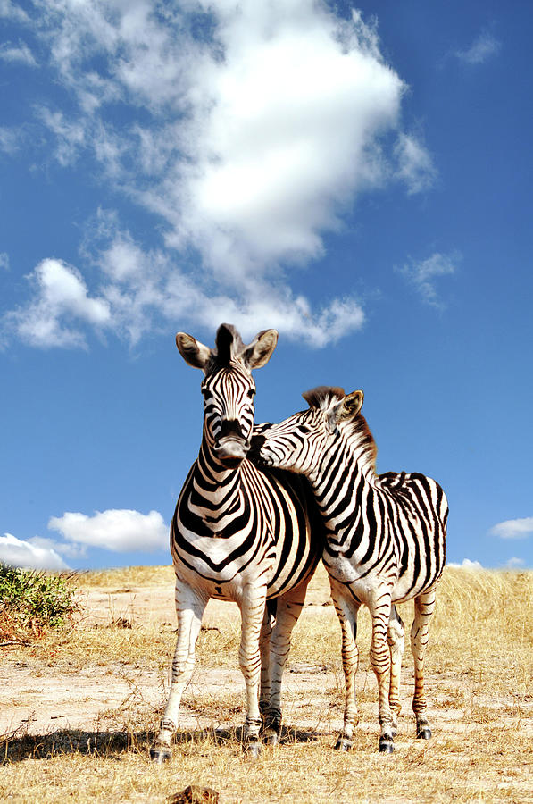 Couple Of Zebra Photograph by Ulrich Mueller