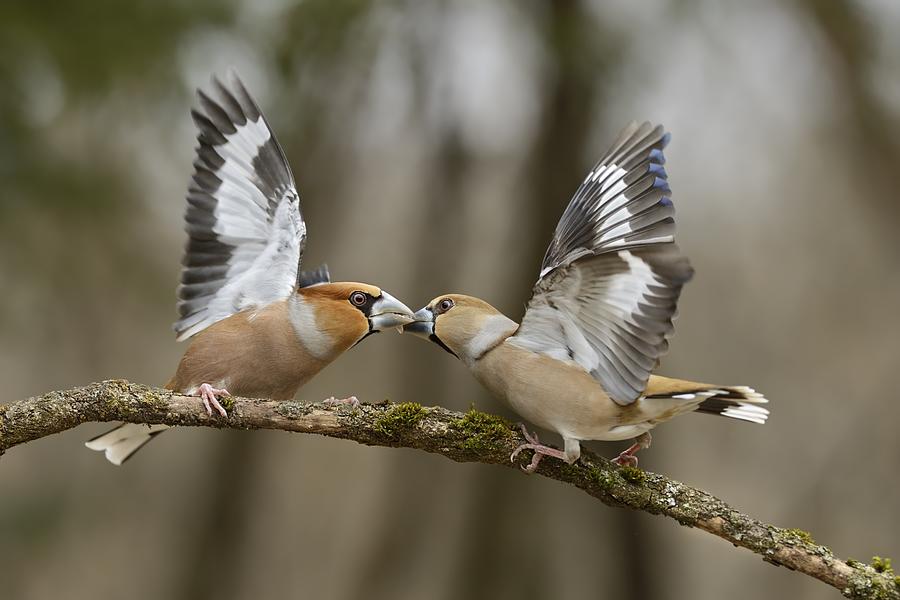 Bird Photograph - Couple Ritual by Marco Pozzi
