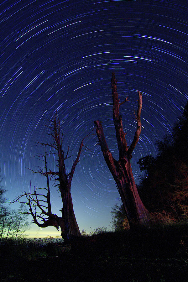 Couple Trees And Star Trails At Night Photograph by Samyaoo