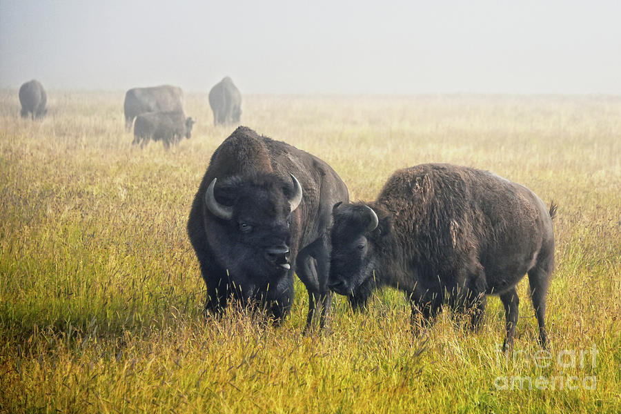 Courting Bison In Yellowstone National Park Photograph