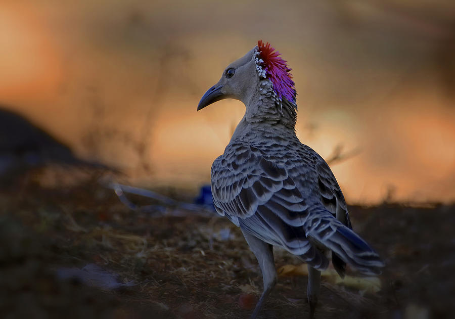Wildlife Photograph - Courting Bowerbird by Zina Heg