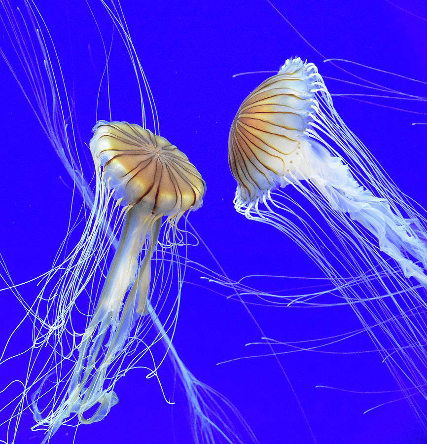 Courting Jellyfish Japanese sea Nettle Photograph by Christine Dekkers