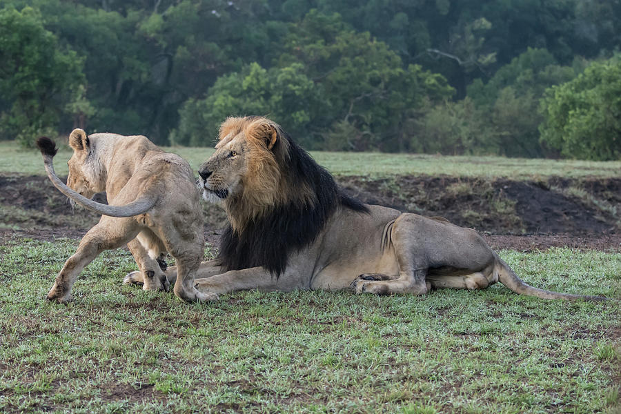 Courting Lions Photograph by Mark Hunter