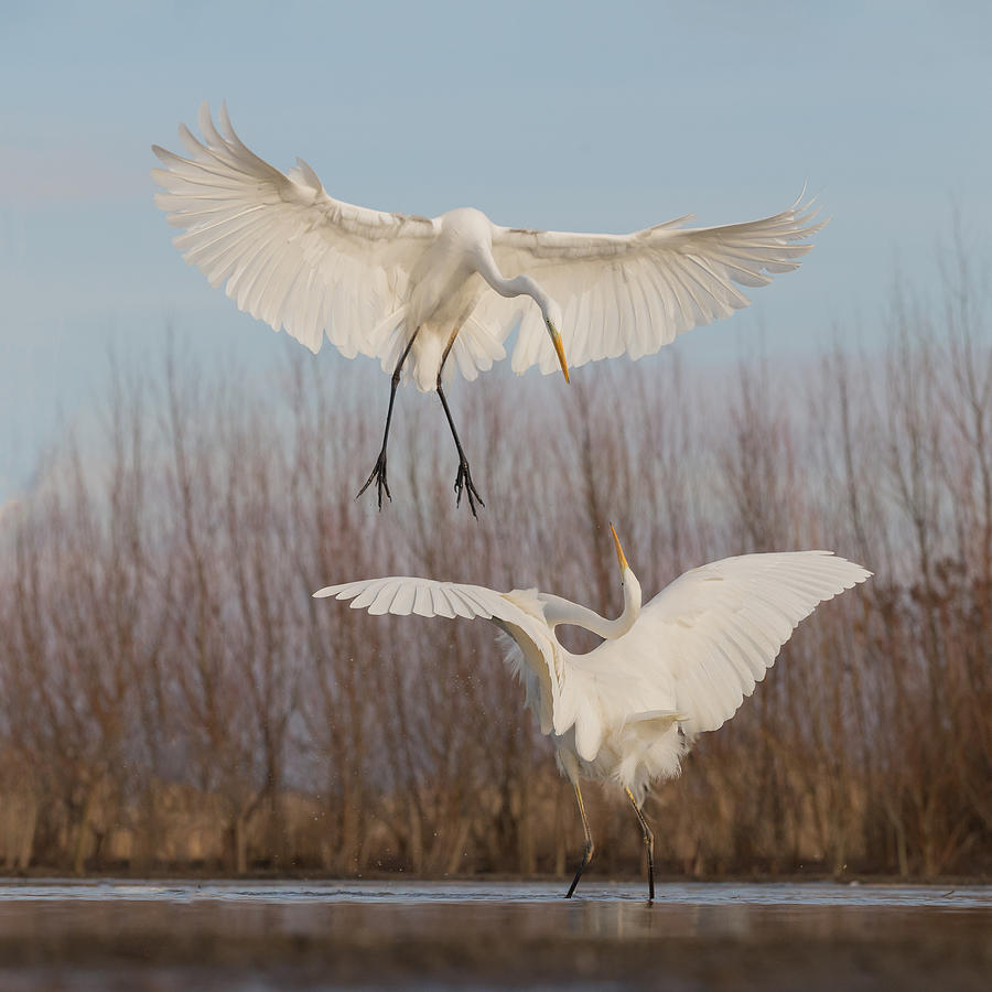 Egret Photograph - Courting Or Fighting? by Cheng Chang