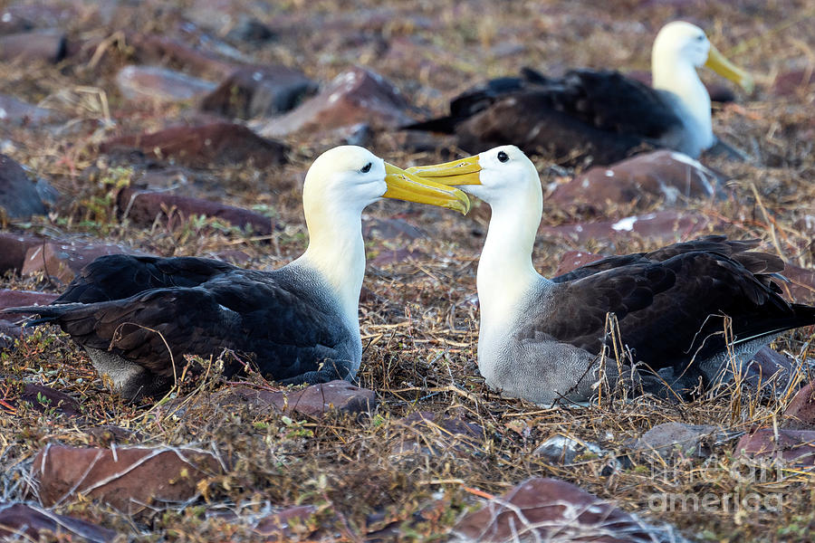Courting Ritual Of The Waved Albatross Photograph