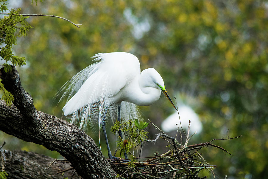 Courtship Display of Breeding Great Egret Photograph by Mary Ann Artz