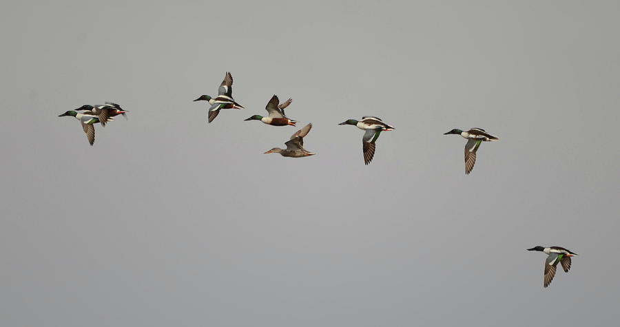 Courtship Flight- Northern Shoveler Photograph by Whispering Peaks ...