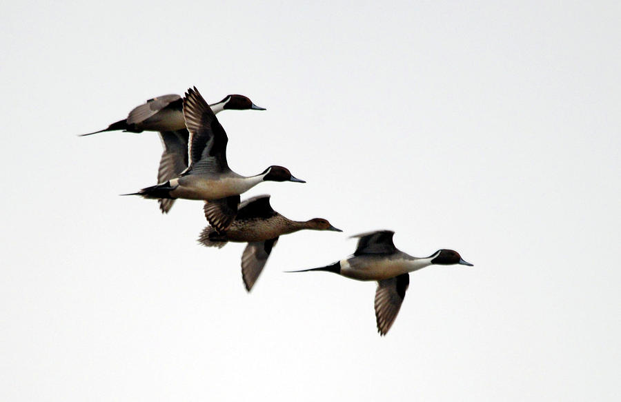 Courtship Flight- Pintails Photograph by Whispering Peaks Photography