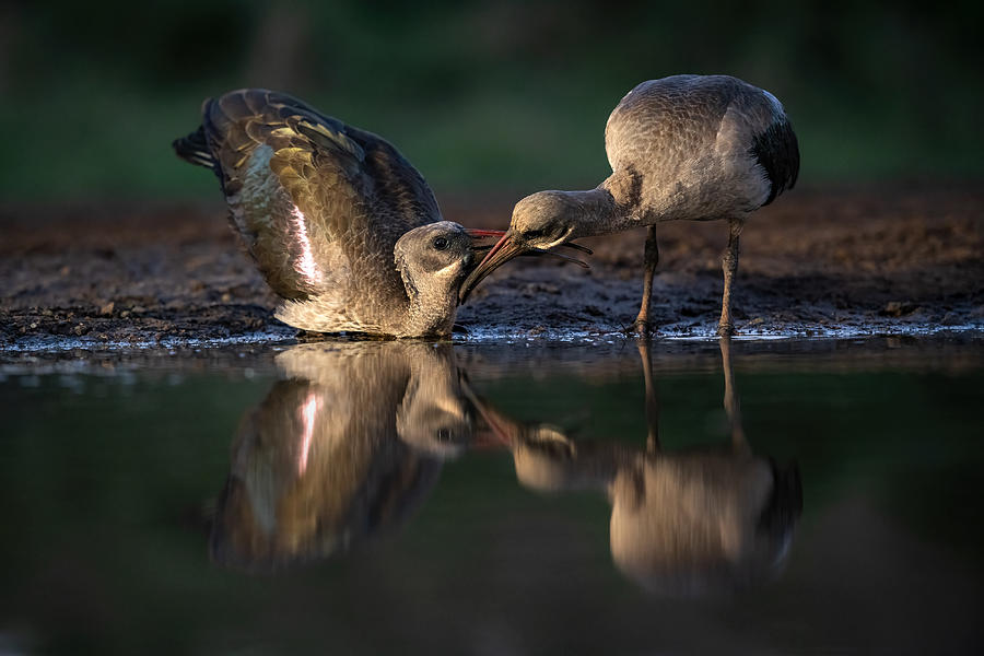 Courtship Photograph by Massimo Felici