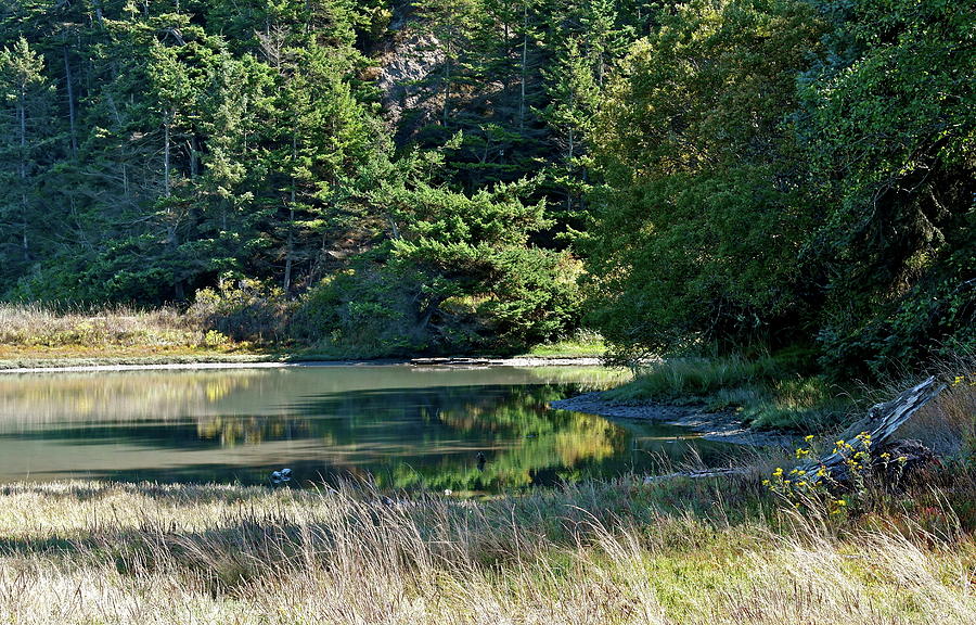 Cove At Dungeness Spit Photograph