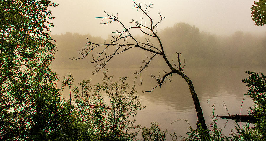 Cove Lake Fog Photograph by Marcy Wielfaert