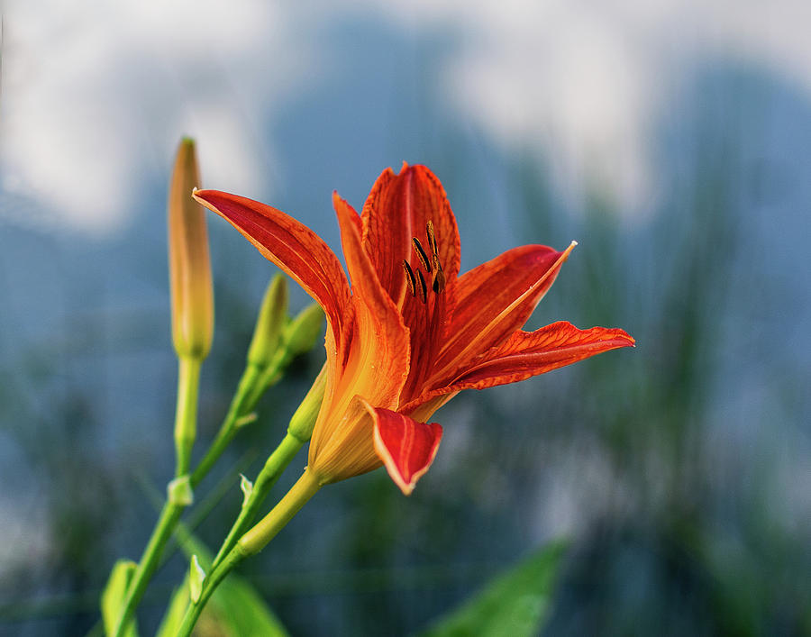Cove Lake Tiger Lily Photograph by Douglas Wielfaert