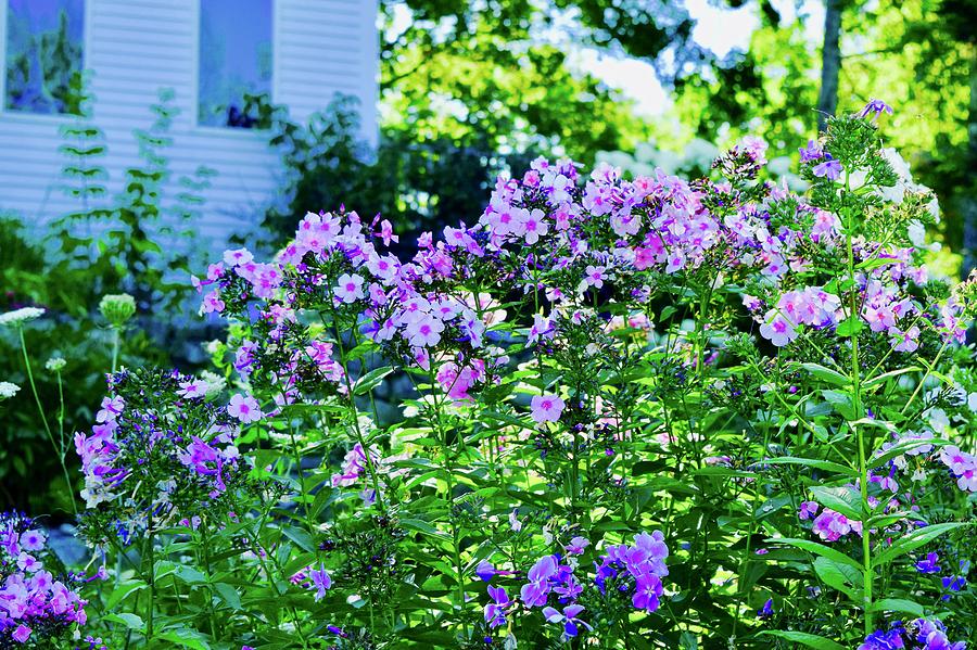 Maine Cove Neighbors Garden Photograph by Debra Grace Addison