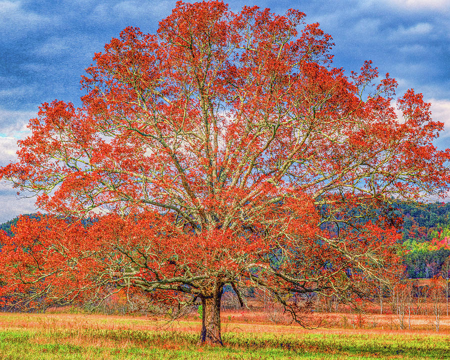 Cove Tree in Fall, Painterly Photograph by Marcy Wielfaert