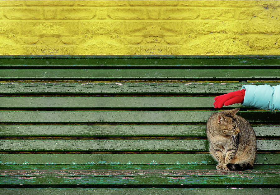 Cat Photograph - Coverage by Daniel Lpez