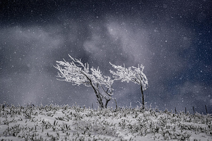 Tree Photograph - Covered In Snow. by Yuusuke Hisamitsu