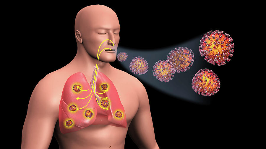 Covid-19 Coronavirus Entering The Lungs Photograph by Stocktrek Images
