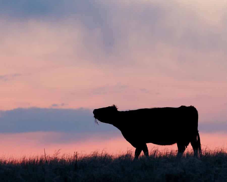 Cow after Sunset 01 Photograph by Rob Graham