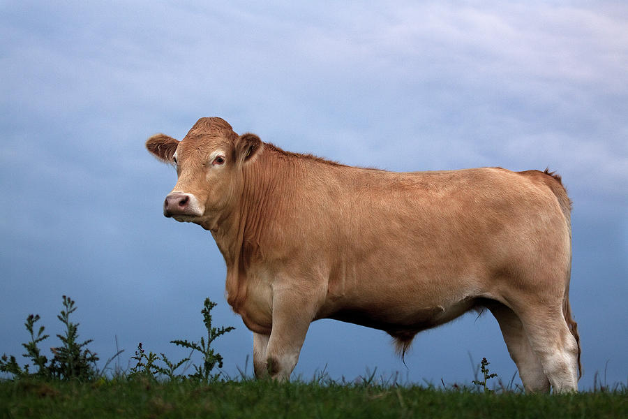 Cow Against The Sky Photograph by Nwg Photography