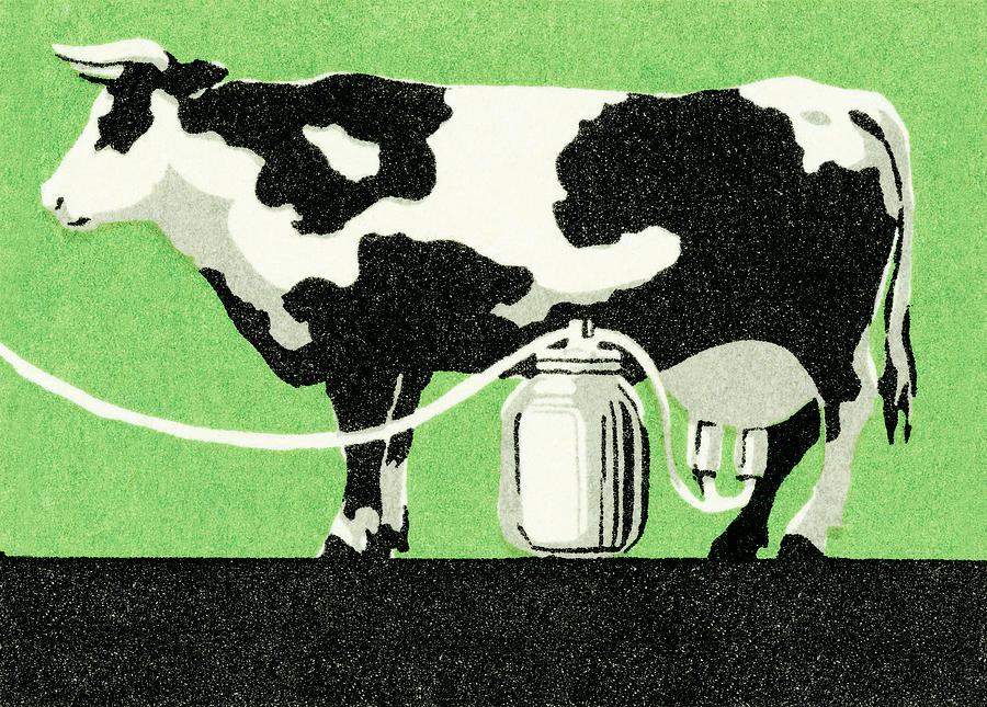 Vintage Drawing - Cow and automated milker by CSA Images
