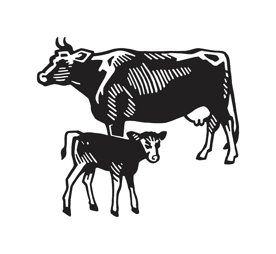 Black And White Drawing - Cow and Calf by CSA Images