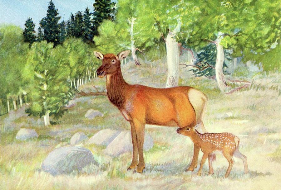 Wildlife Painting - Cow And Calf Elk by Olaus Murie
