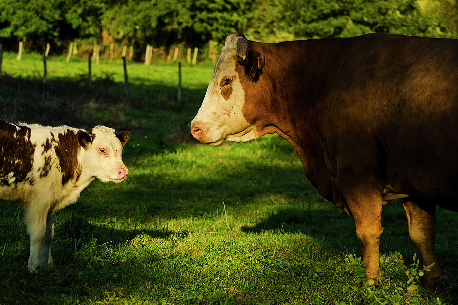 Cow And Calf Photograph by Miguel Cabezas Centeno