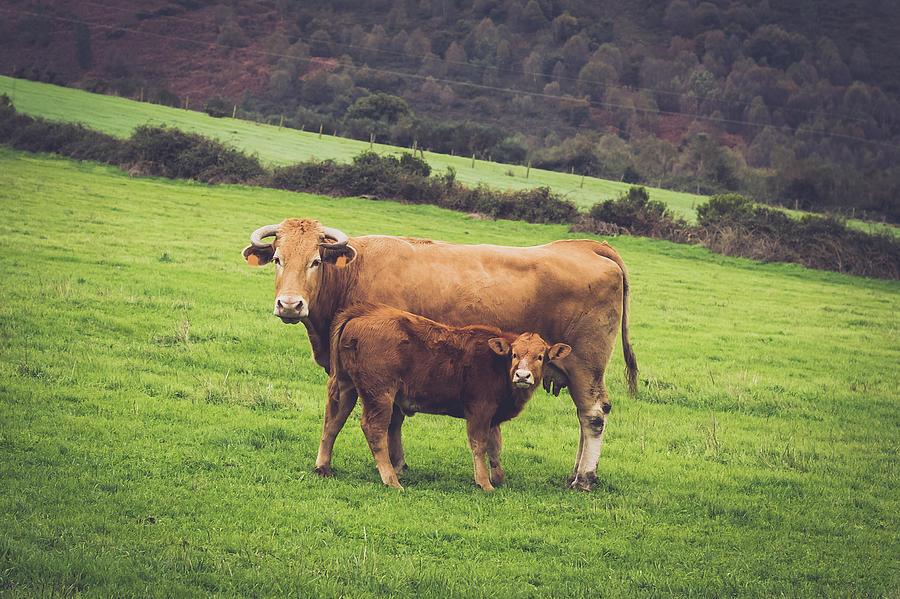 Cow And Calf Photograph by Salomé Fresco