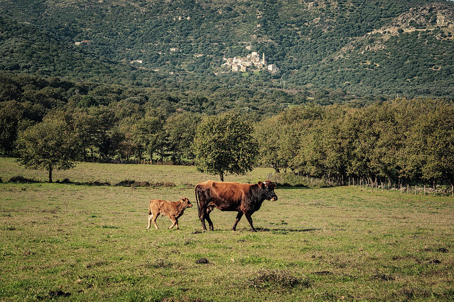 Cow And Calf Walk In A Field In Corsica Photograph