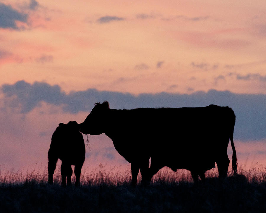Cow and Calves after Sunset 01 Photograph by Rob Graham