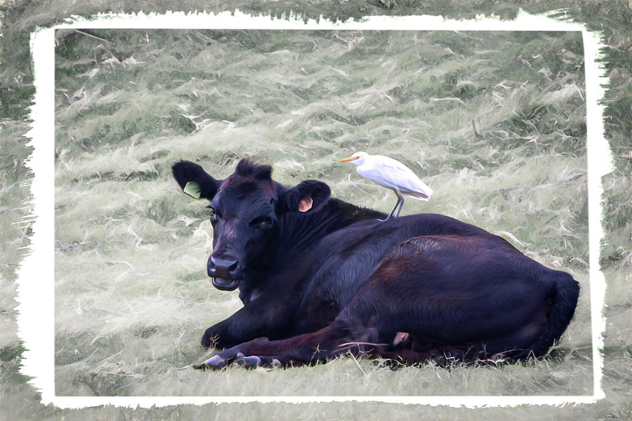 Cow and Cattle Egret Relationship Photograph by Debra Martz